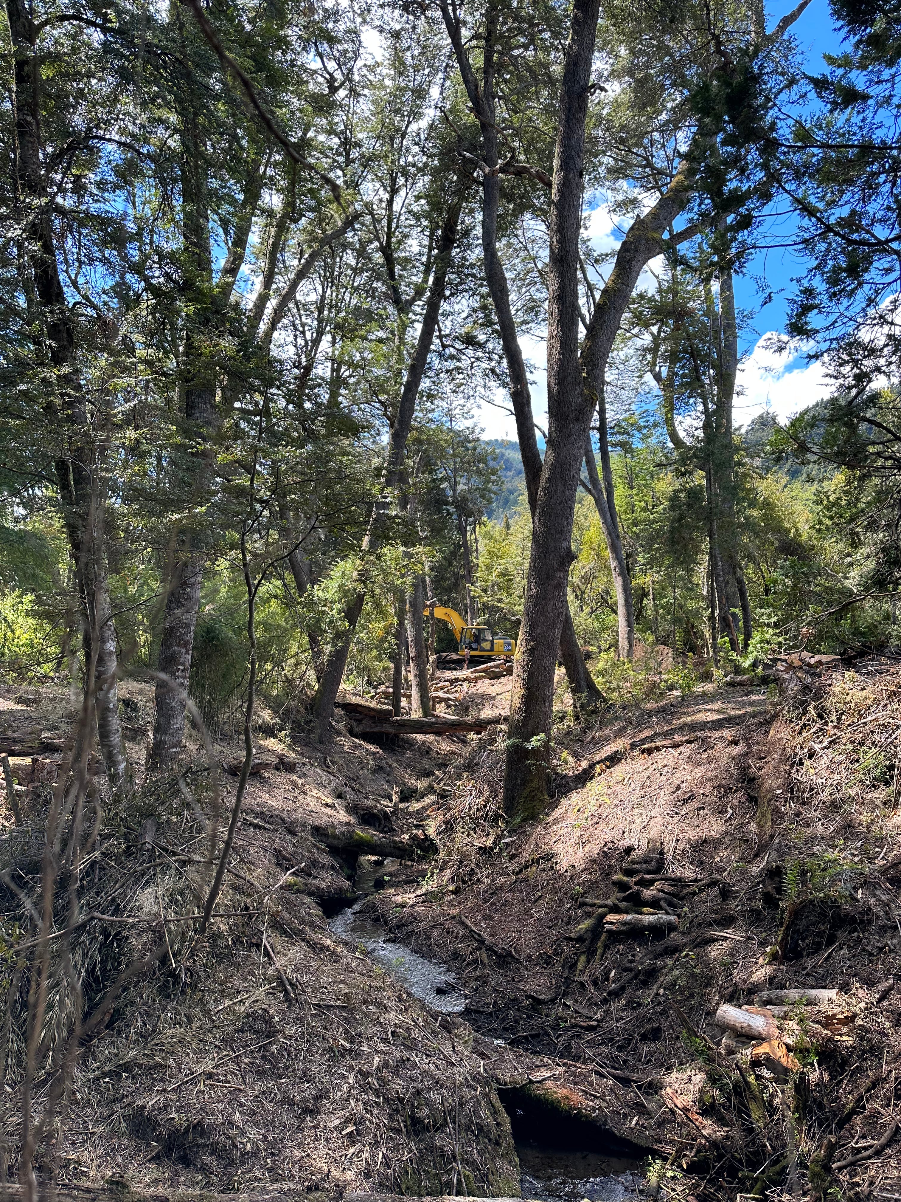 El terreno, en el cual construirán el hotel, cuenta con un arroyo que atraviesa el bosque