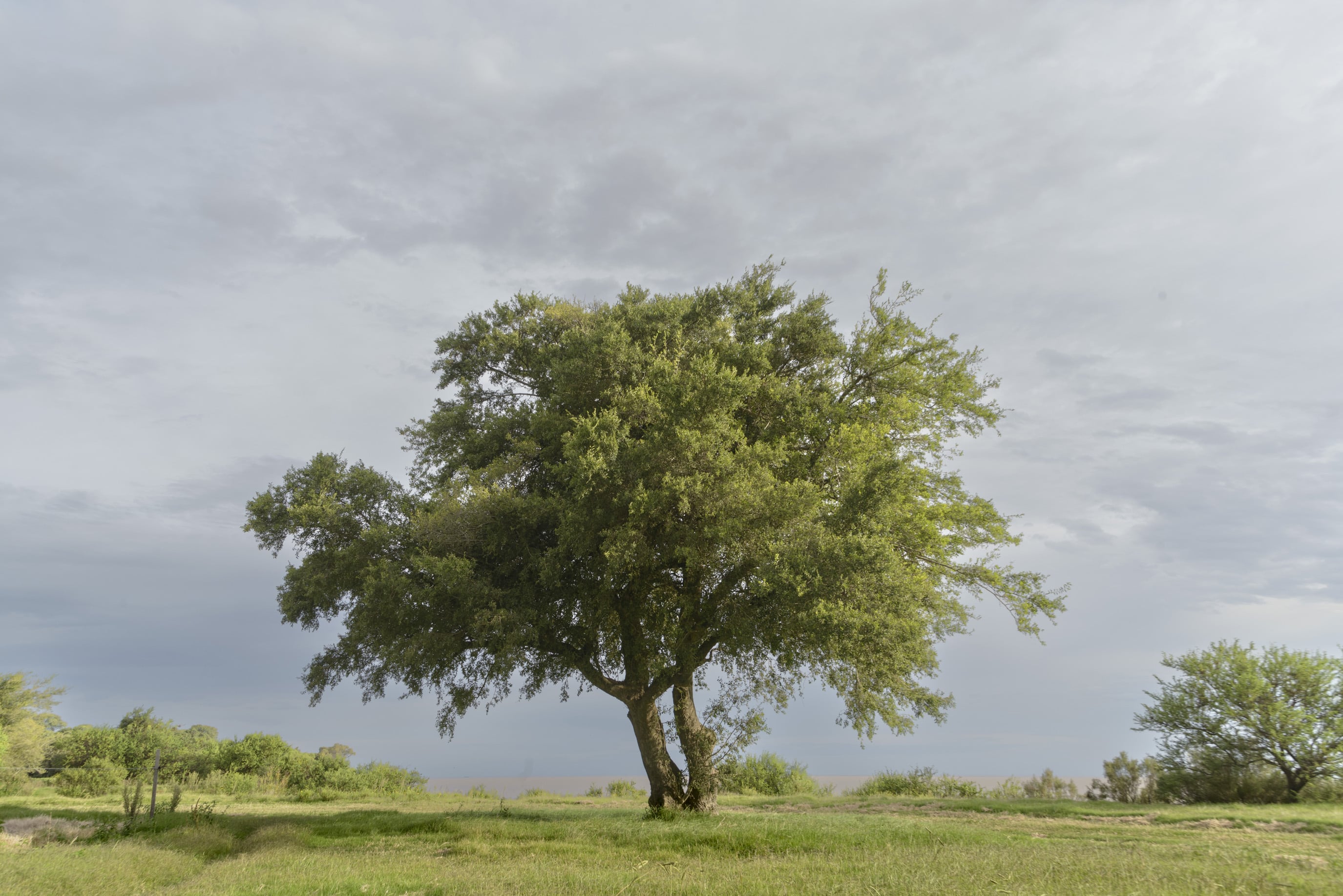 De norte a sur, las imágenes de árboles de todo el país, recopiladas en un libro