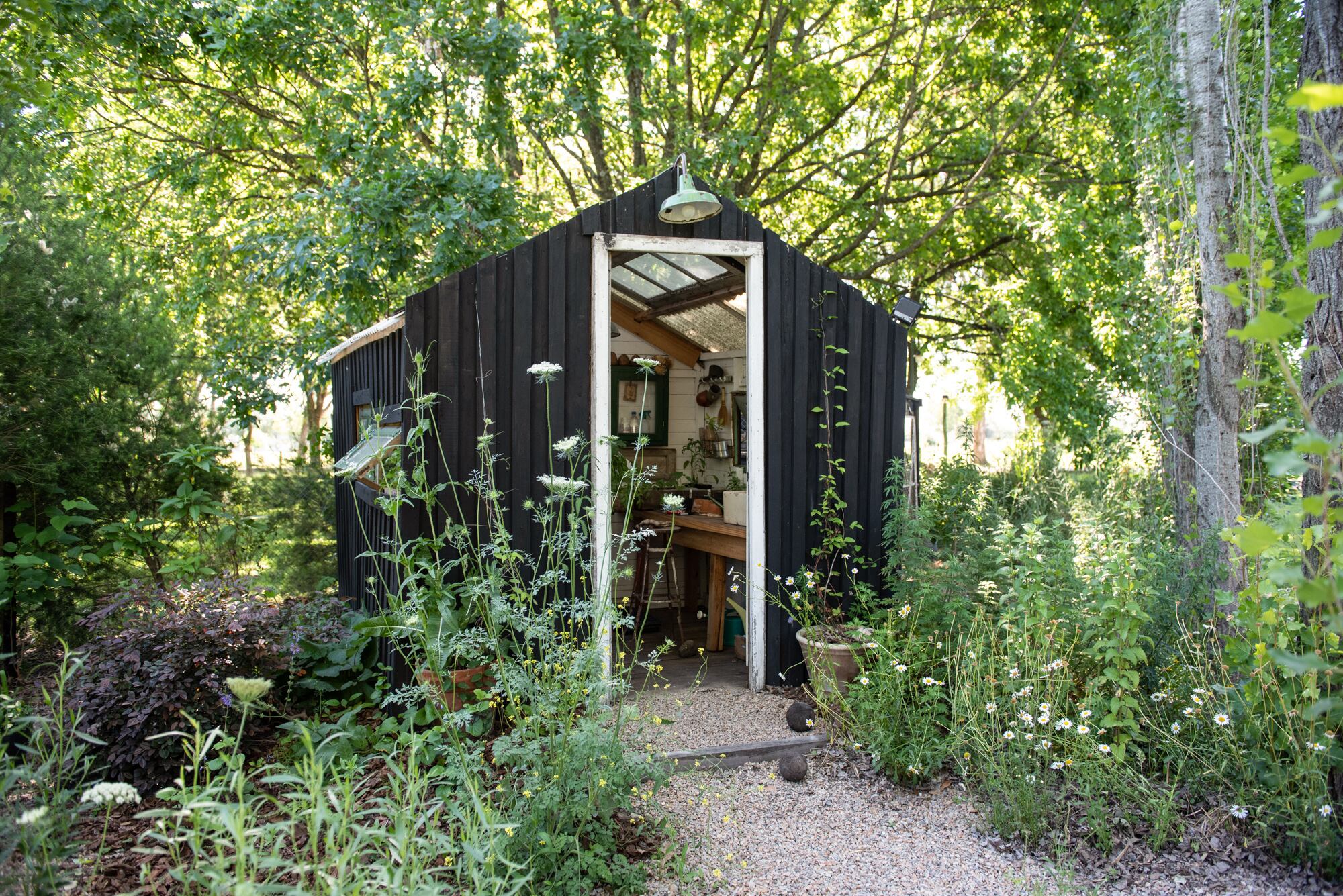 El invernadero bajo la sombra de un roble, álamos y un azota caballos.