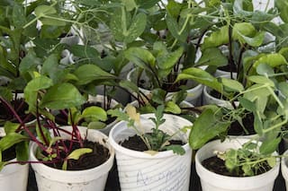 Huerta en casa: un fenómeno urbano que creció con la pandemia