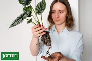 Los 10 problemas más comunes de las plantas de interior y cómo solucionarlos