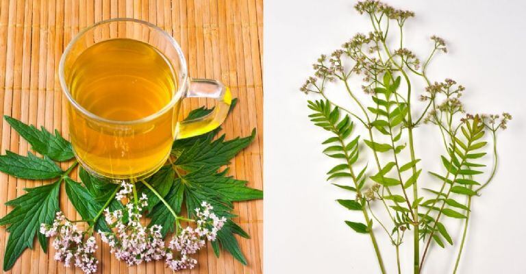 El té de valeriana es uno de los más utilizados para dormir.