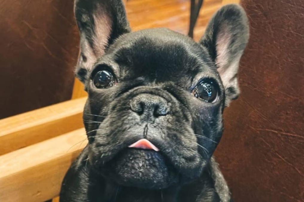 Qué se sabe de la detención de Facundo Moyano y de la mujer que escapó semidesnuda de su departamento en Belgrano 6 Mafia, el bulldog francés negro que escapó del departamento de Facundo Moyano junto a Candela Arizaga