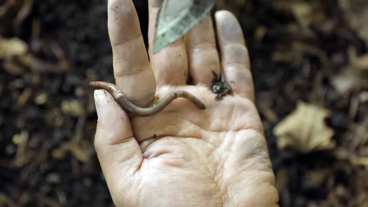 Gusanos saltarines invasores en Colorado