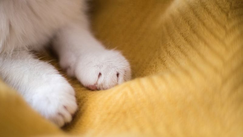 Cuando tu gato te amasa, te dice “eres mi persona” en su propio lenguaje