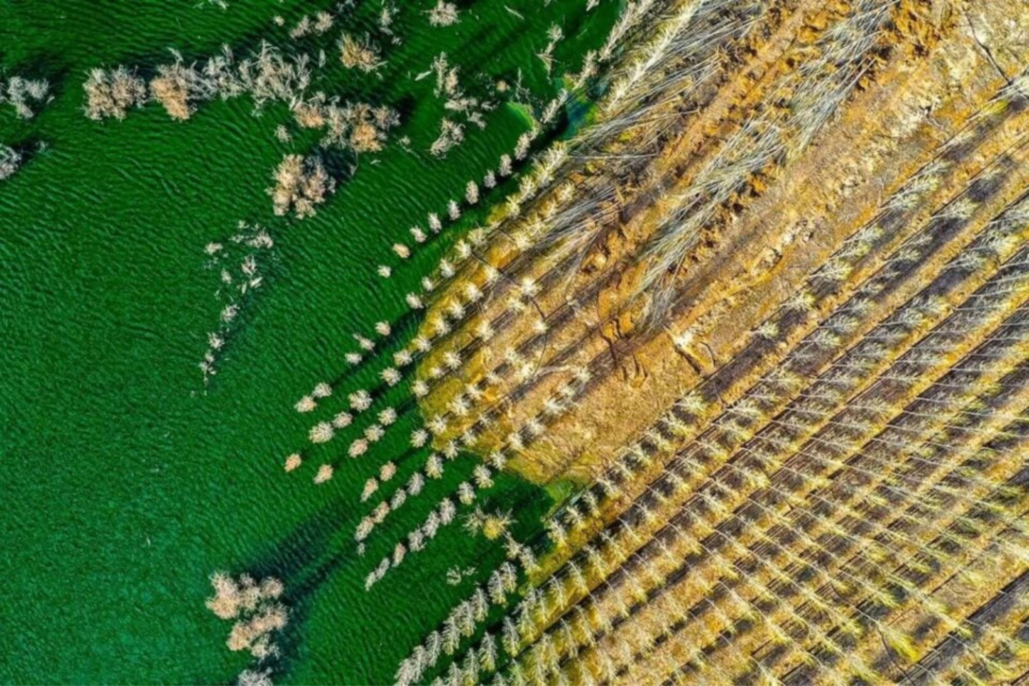 La Gran Muralla verde tiene como objetivo contener la expansión de los desiertos de Gobi y Taklamakán