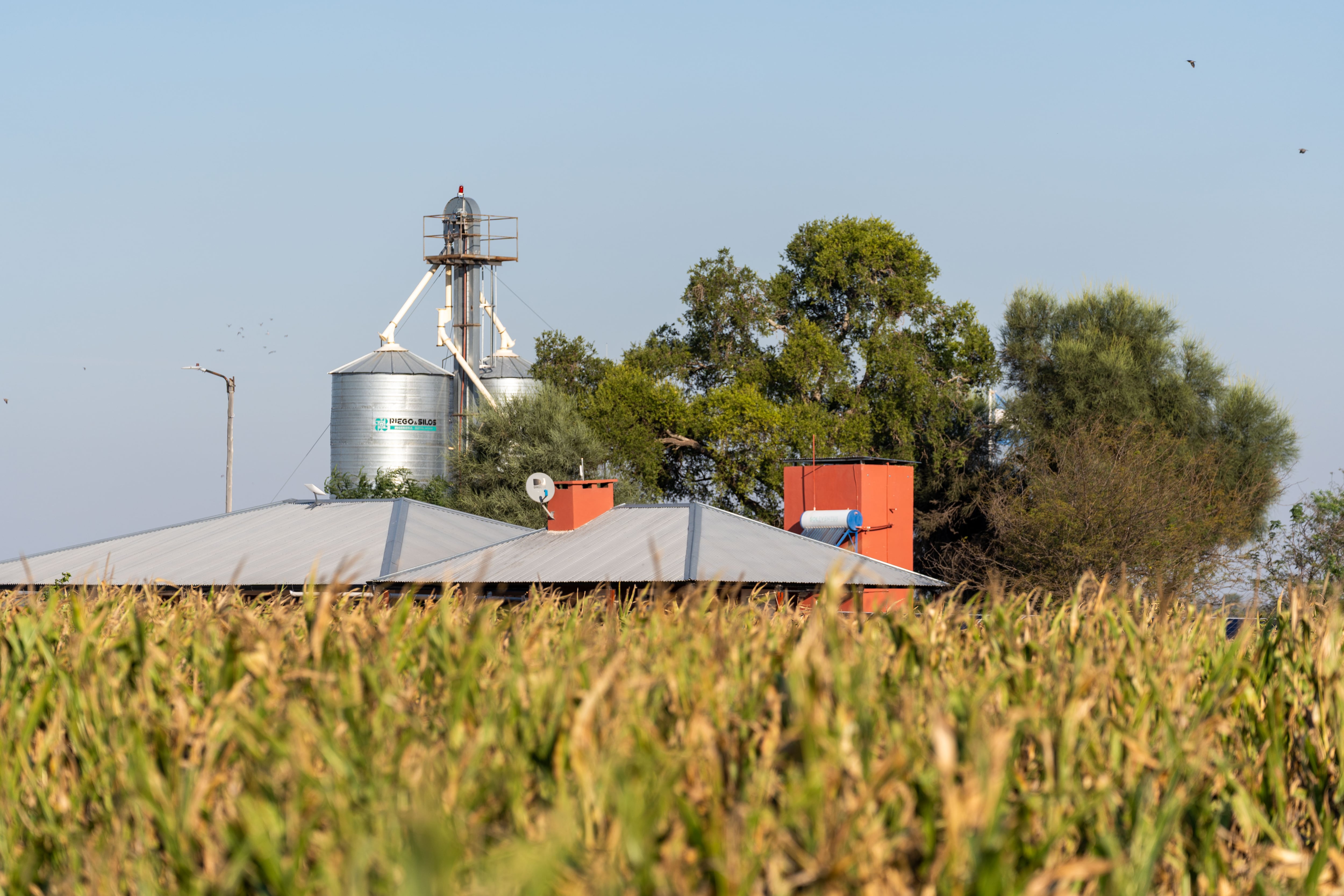 Tiene 4194 hectáreas certificadas: un empresario hizo una jugada maestra con el agua, el lugar donde produce y los empleados 6 Cuando Suriyaco arrancó en 2003, lo hizo con 800 hectáreas de maíz. Dos décadas después, las 8500 hectáreas que hoy maneja entre Chaco y Santiago del Estero están bajo siembra directa