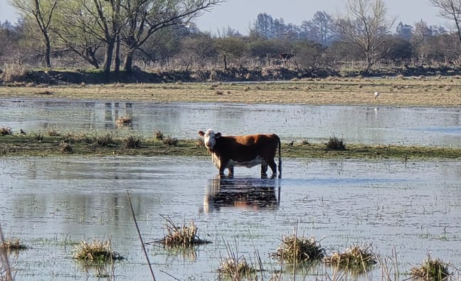 “Ya encontramos un campo y lo estamos preparando para empezar a sacar la hacienda. La vaca con cría es muy difícil de movilizar y queremos hacerlo con tiempo y dejar para el final la recría y los novillos”, dijo Sobrero