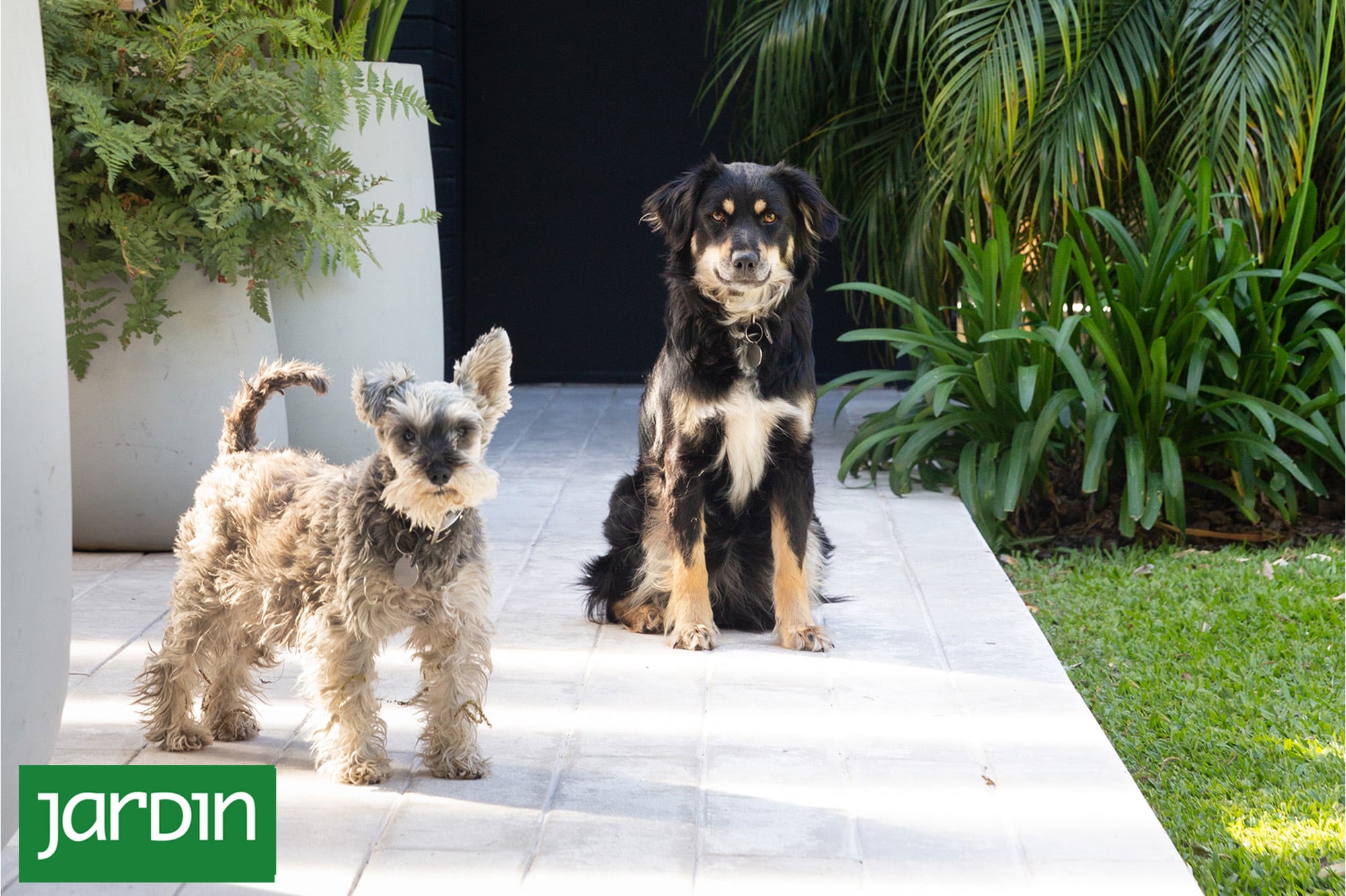 Cómo diseñar un jardín apto para mascotas sin resignar diseño