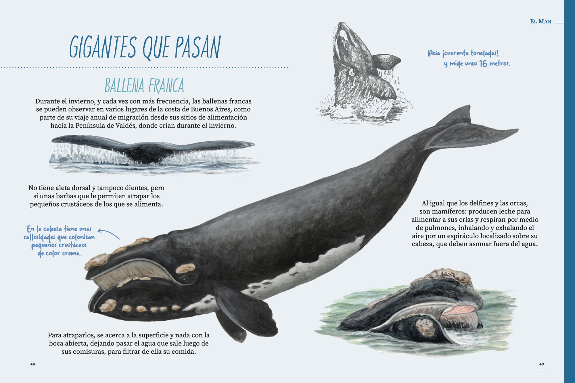 Las ballenas también eligen la costa de la provincia de Buenos Aires