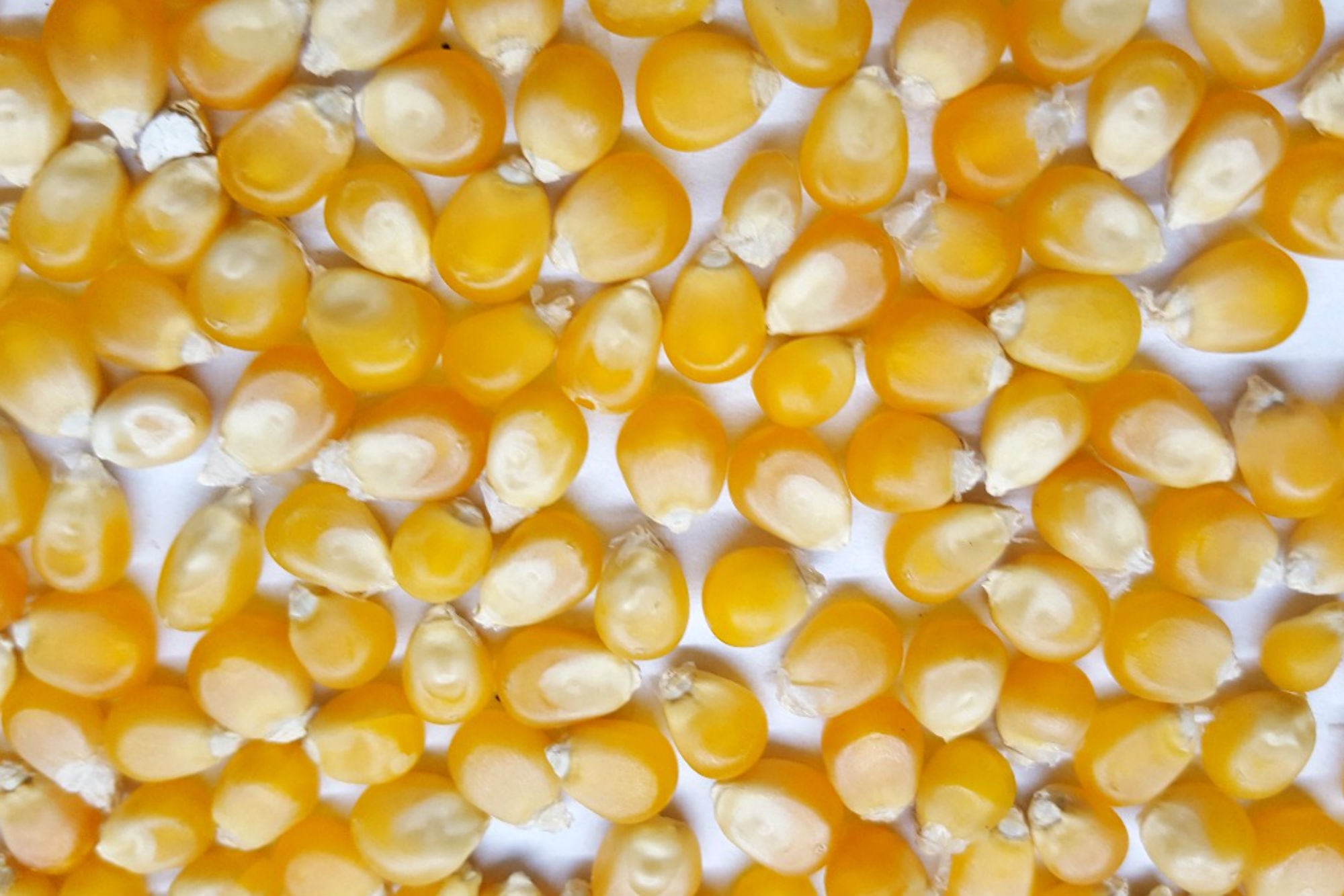 El maíz pisingallo es otra de las variedades que se produce en la Argentina