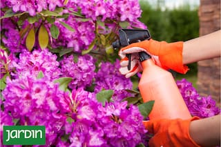 Parecen manchitas pero es una plaga silenciosa que puede arruinar tus azaleas