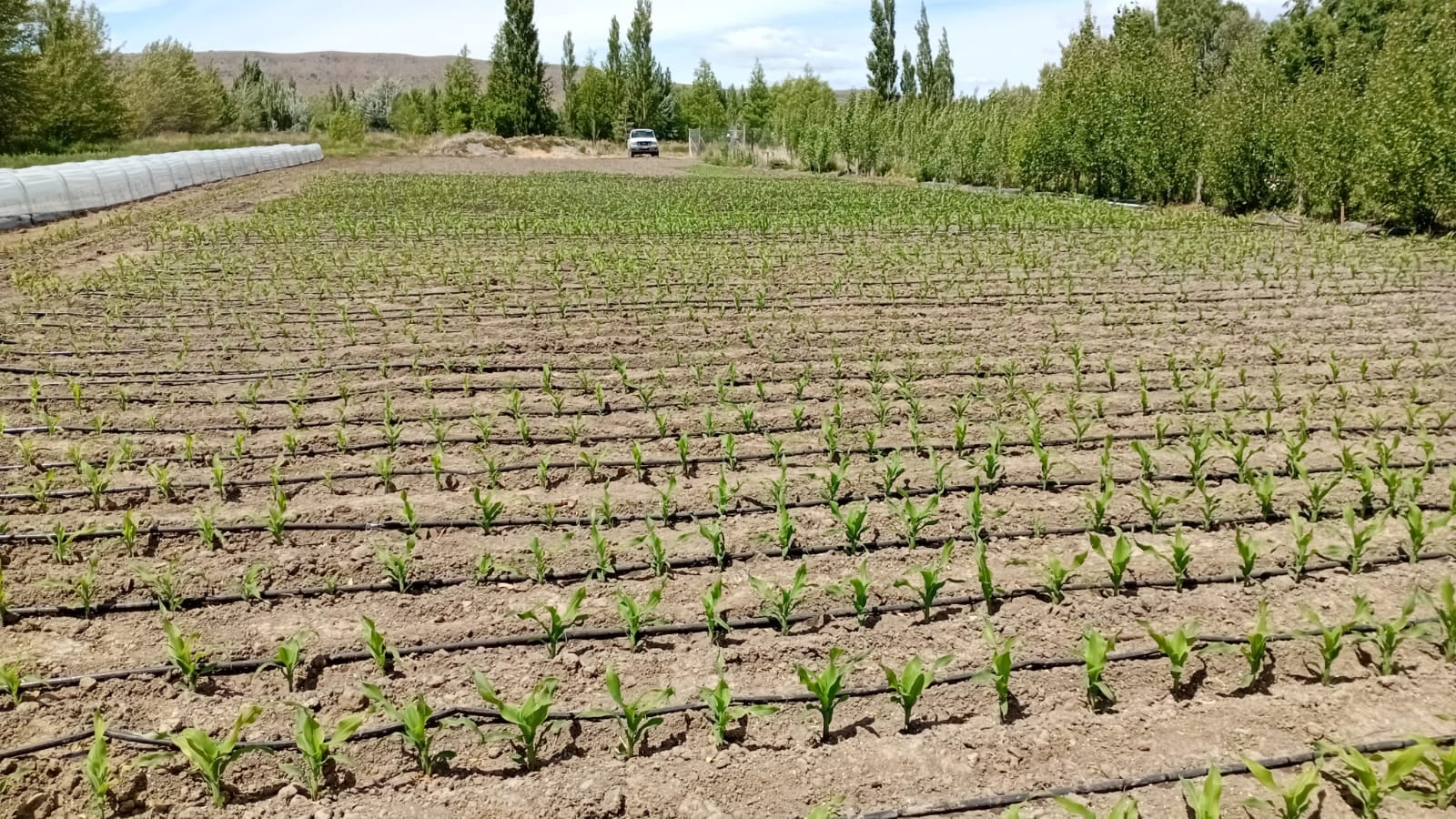 ¿Cuál es la frontera? realizan inéditos ensayos con maíz en Santa Cruz y un punto juega muy a favor