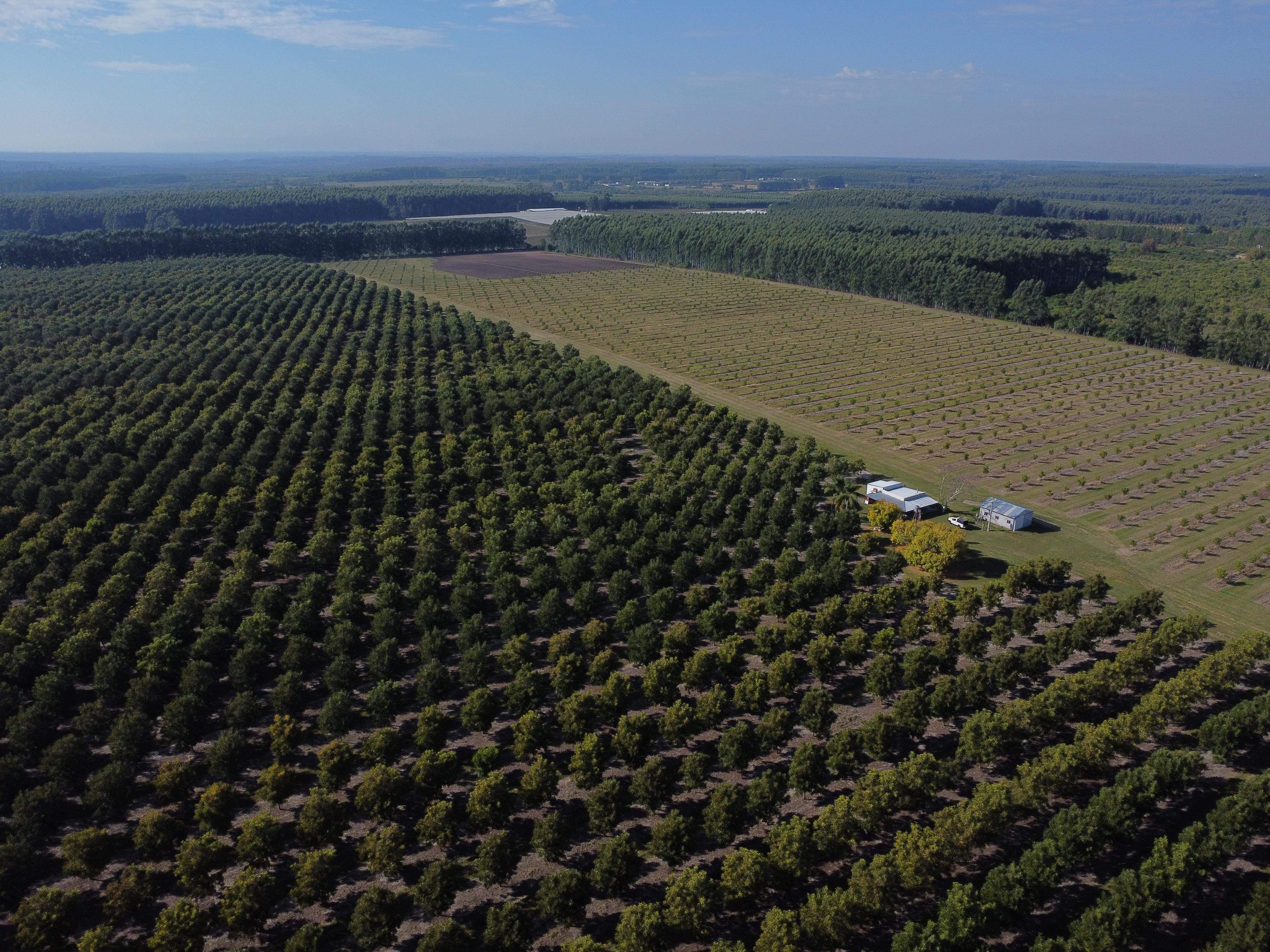 El vivero Santa María está en Entre Ríos, hace citrus y pecán, como actividades principales