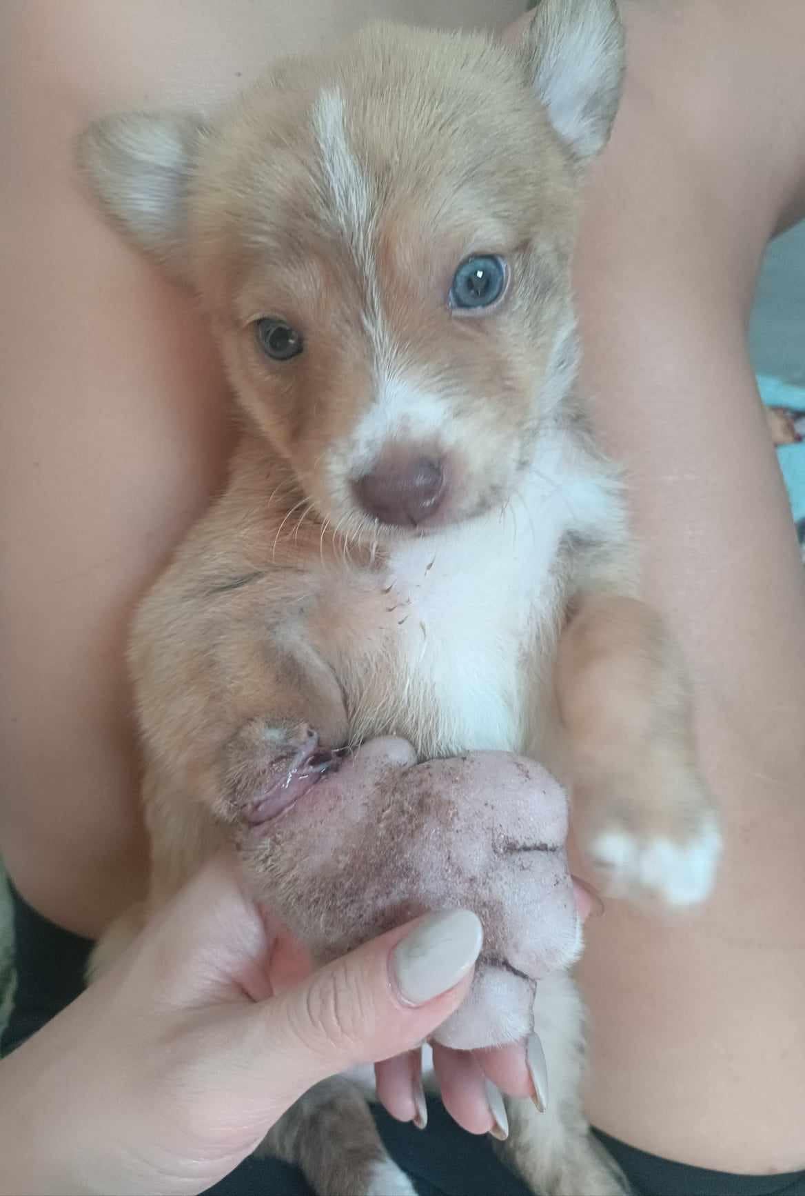 Abandonada al costado de un camino quedó impactado cuando la encontró: “Tenía la pata más grande que jamás había visto”