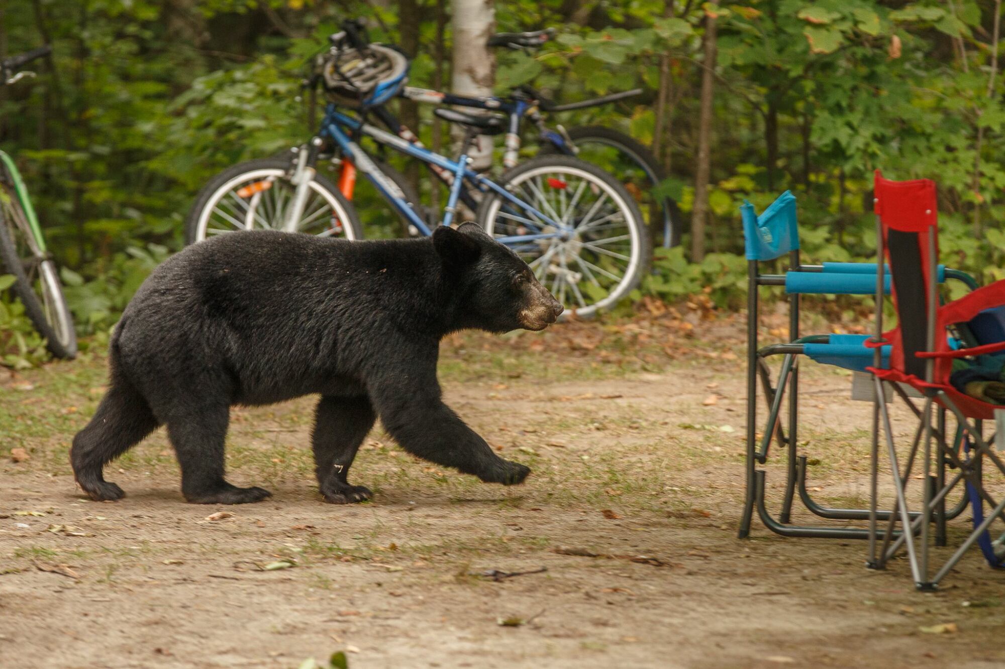Las autoridades instalaron trampas para oso y cámaras de seguridad en la zona del trágico hecho (imagen ilustrativa)