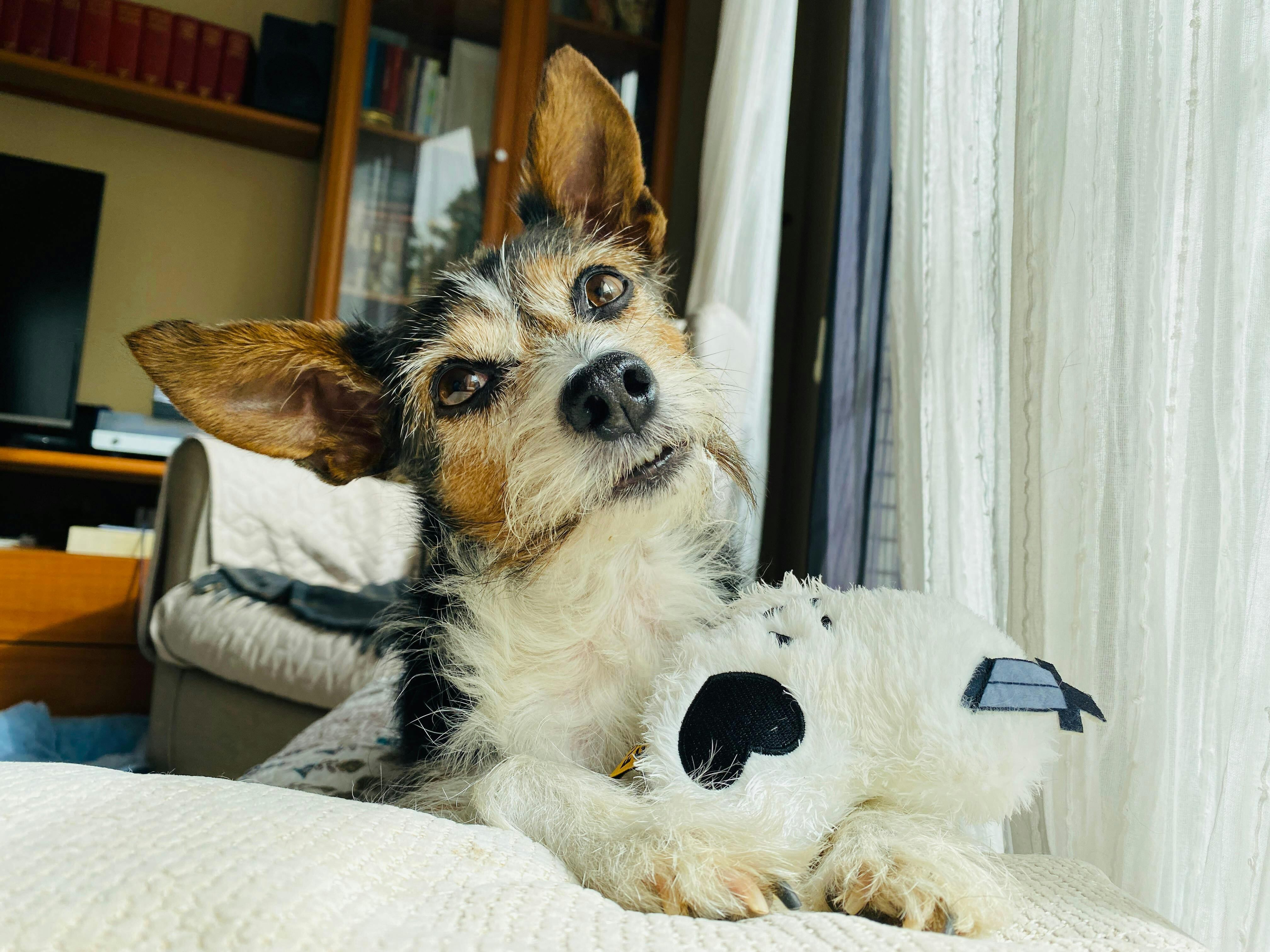 Cuántas horas se puede dejar a un perro solo en casa