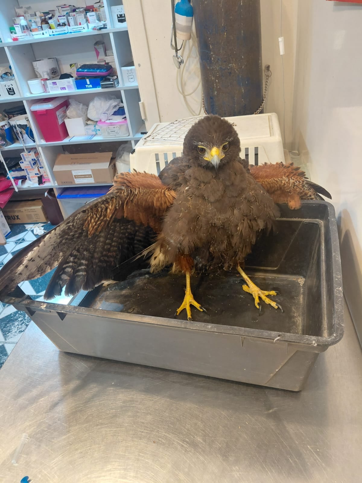 Después de una tormenta, rescató a un ave de garras que agonizaba pero se topó con un obstáculo: “Nadie me quiso llevar”