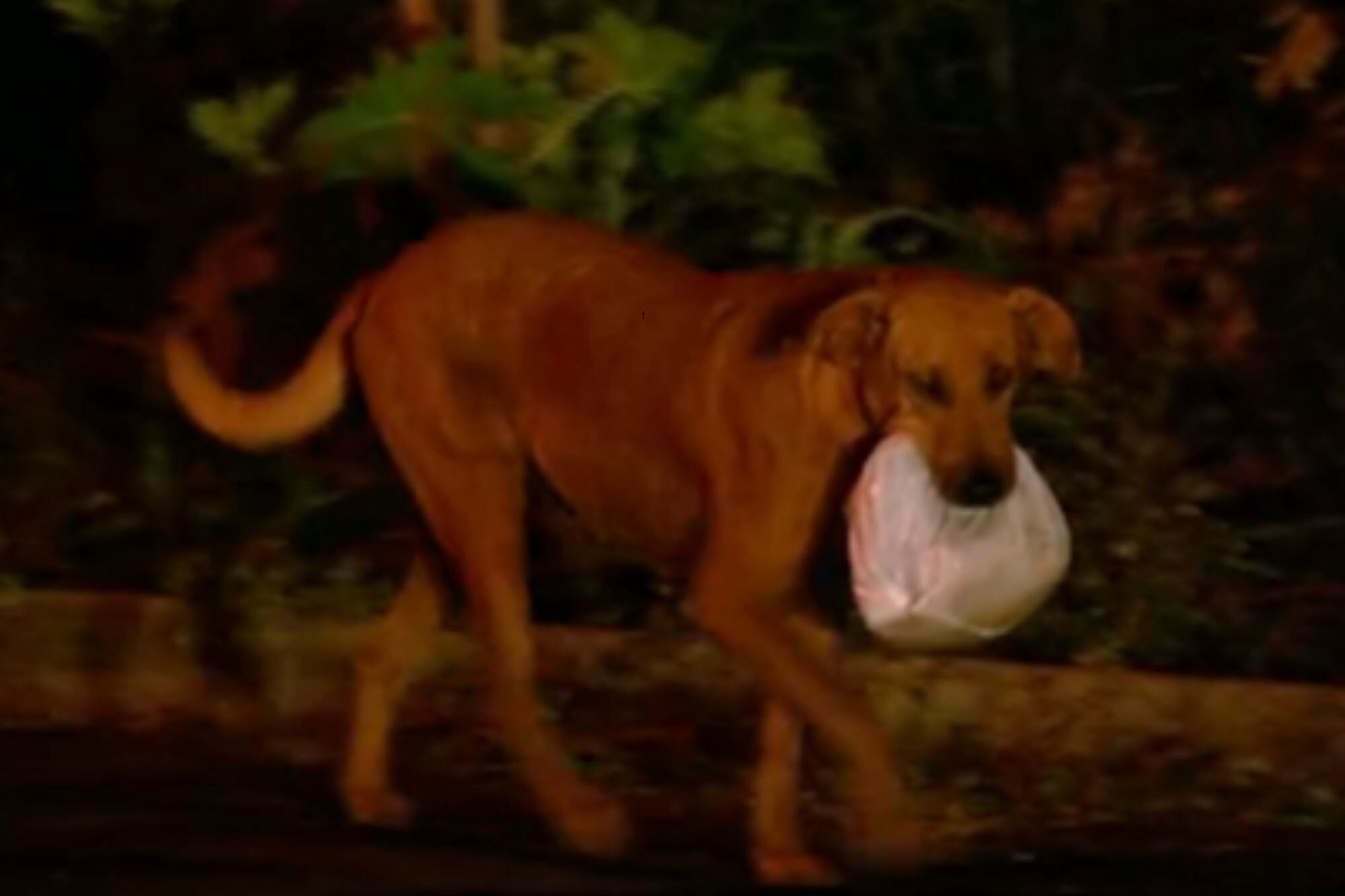 Tras ser adoptada, Laira mantiene la costumbre de alimentar a sus antiguos compañeros