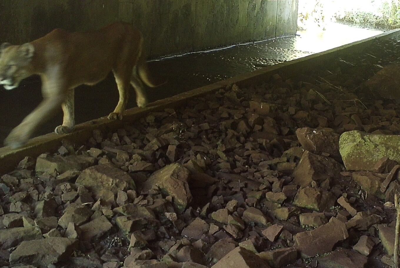 Un puma captado por la cámara al cruzar un ecoducto por abajo de la ruta