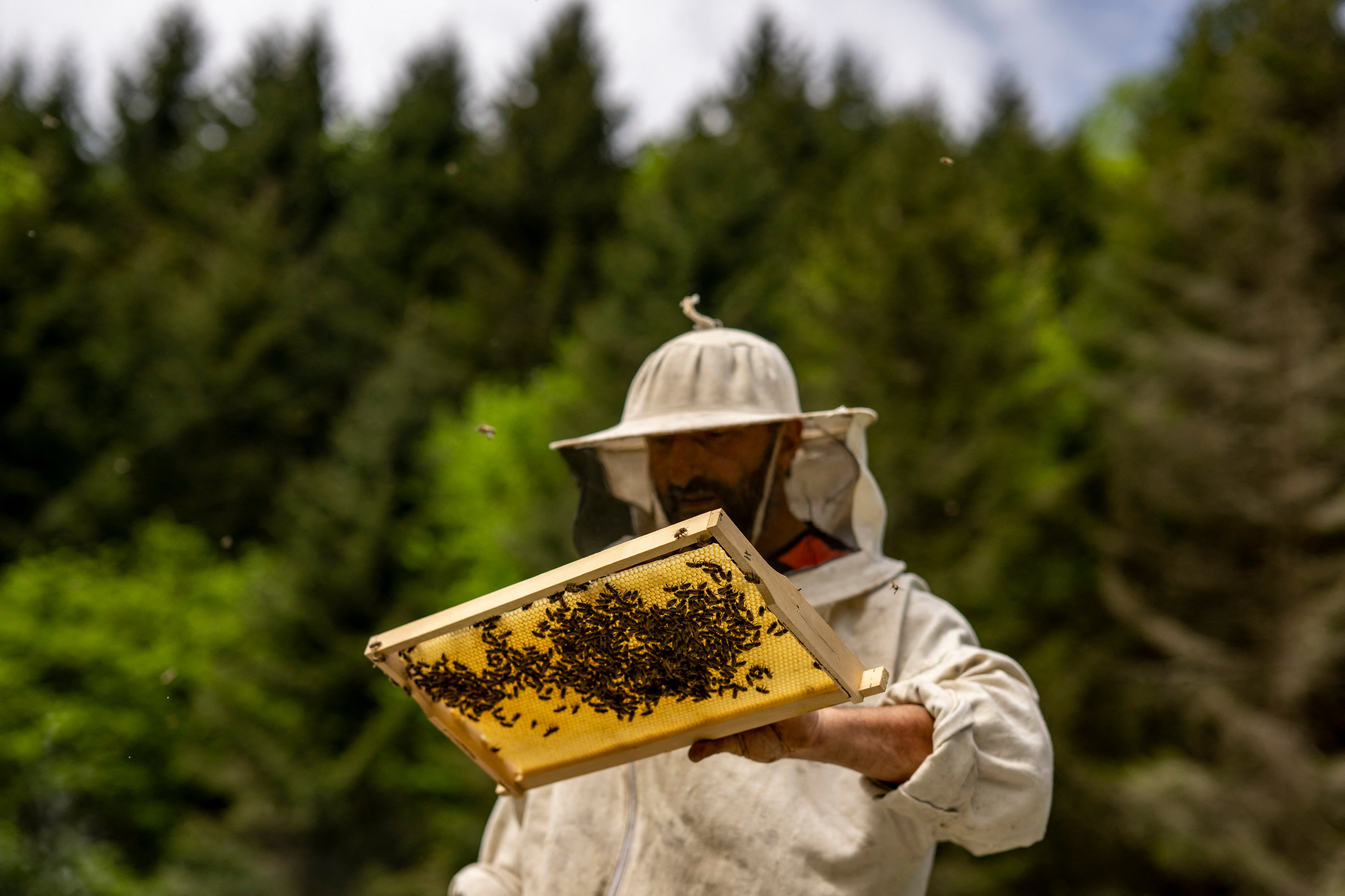Un apicultor en pleno proceso de recolección de una colmena de abejas
