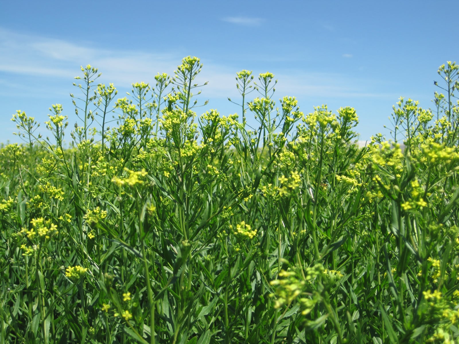 Rodrigo Santos, presidente de Crop Science de Bayer AG, reveló que la compañÃa evalúa introducir camelina para la producción de biocombustibles