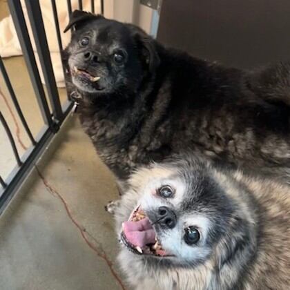 Los perros fueron puestos en adopción y según explicaron los rescatistas del refugio, se sintieron desorientados al no hallar sus camas