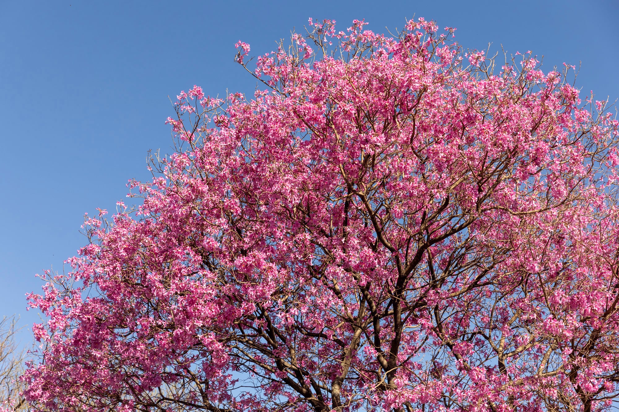 La exuberante floración del lapacho rosado alimenta a abejorros y otros insectos polinizadores