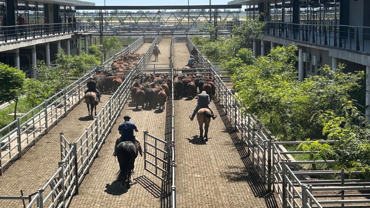 Jornada: ingresaron 1042 vacunos al Mercado Agroganadero de Cañuelas