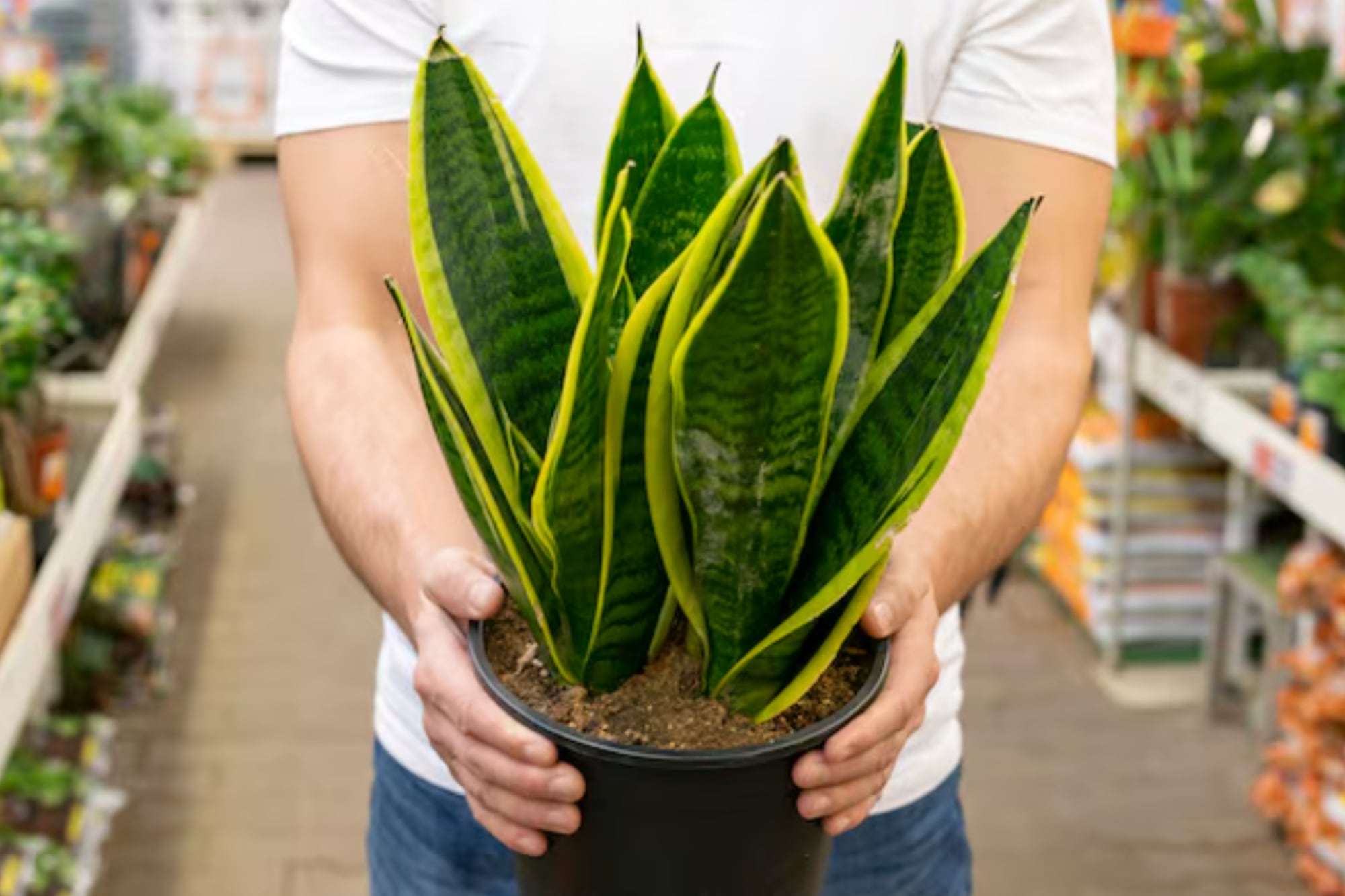 Dónde colocar la planta lengua de suegra para que crezca hermosa, según The Old Farmer’s Almanac