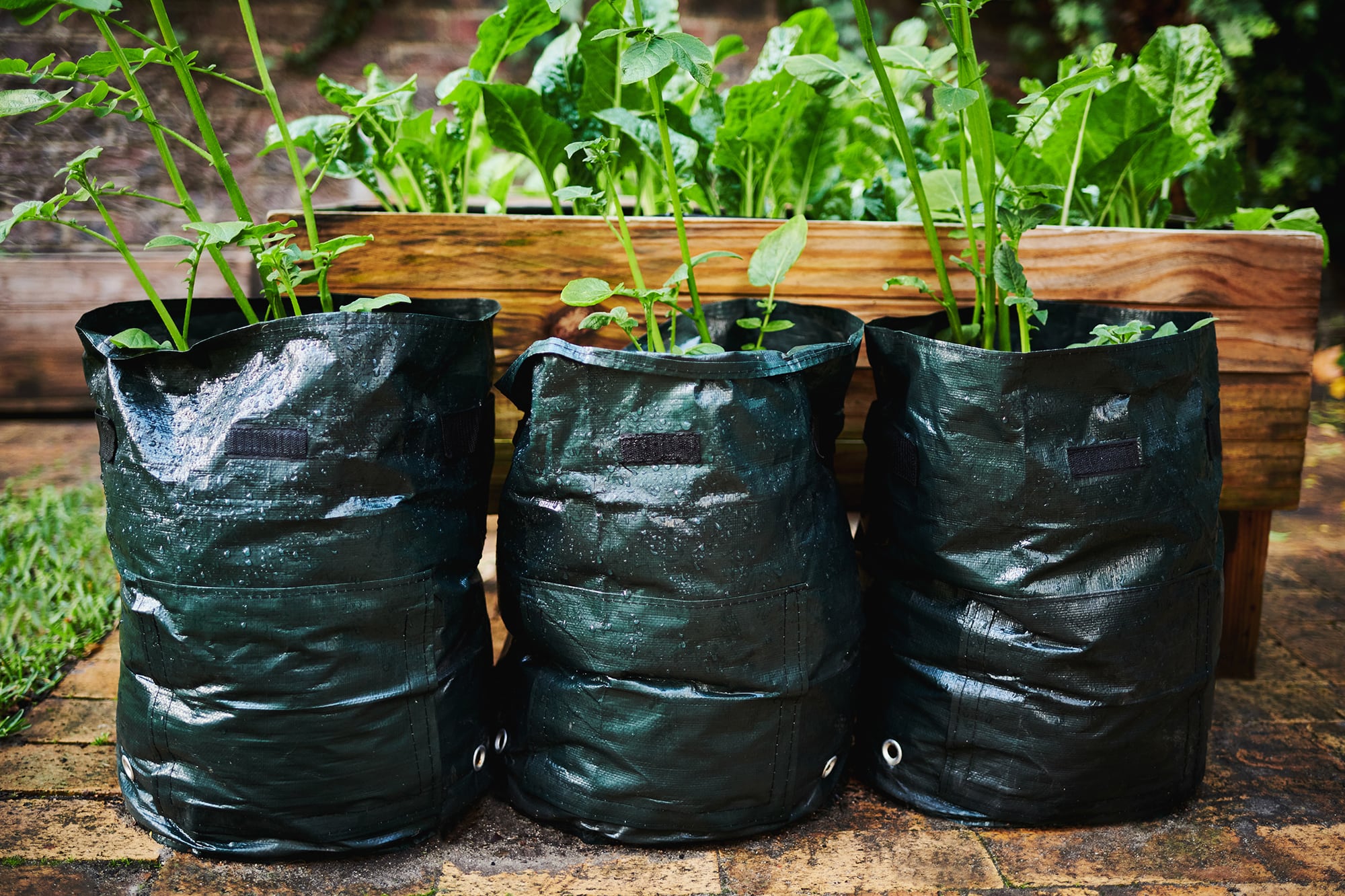 Cultivo en bolsas de plástico negras, que tienen la ventaja de ser más grandes e impermeables