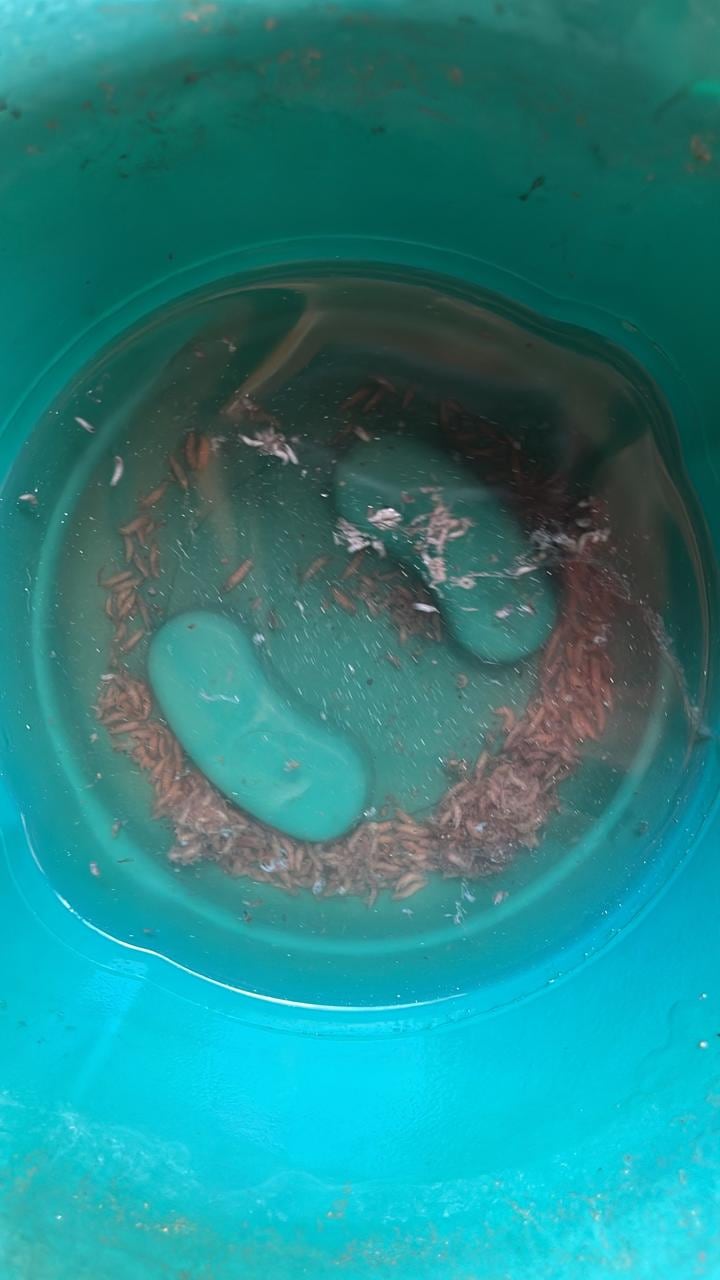 La extracción manual de larvas debe realizarse con extremo cuidado y preferentemente bajo supervisión veterinaria.