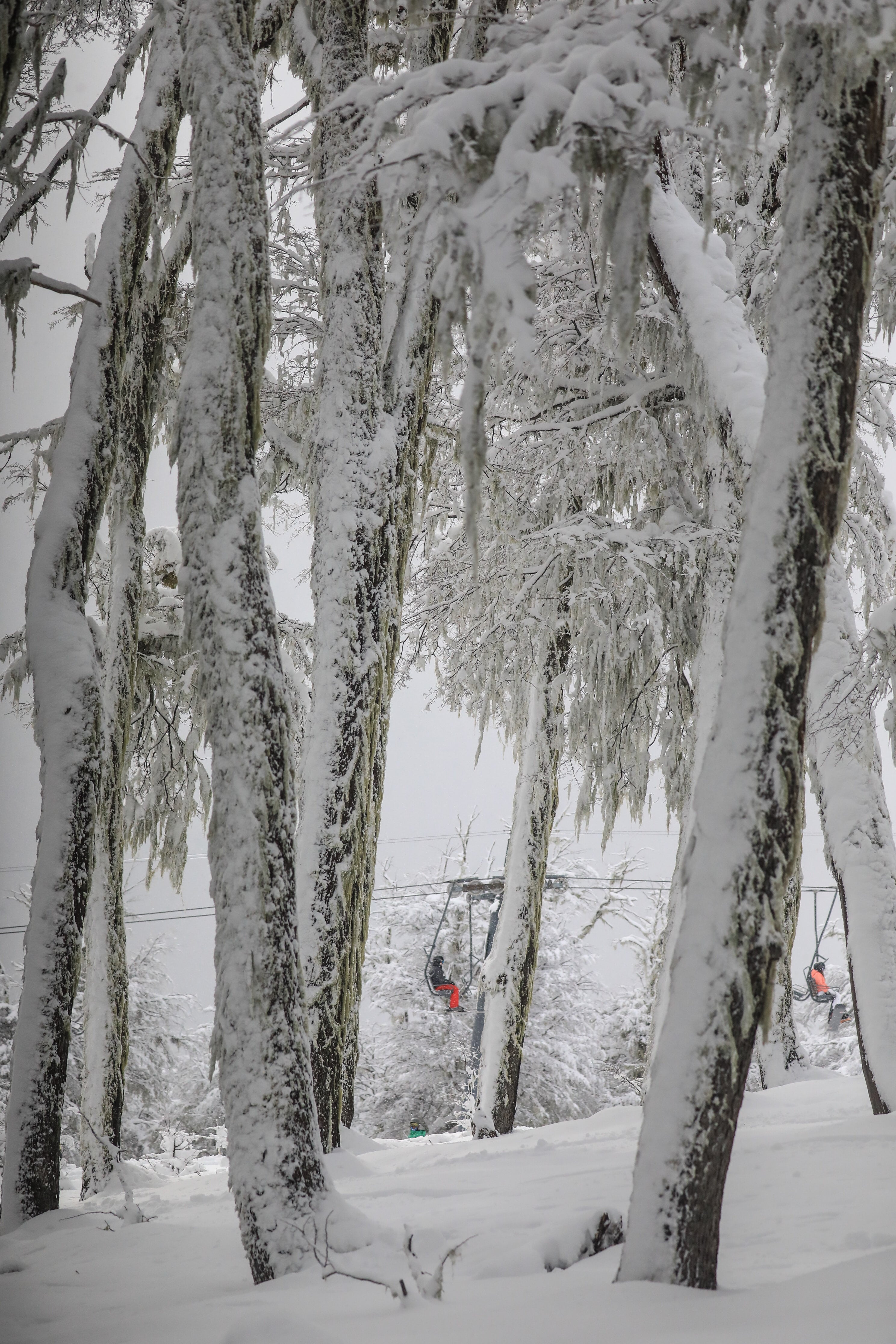 Los bosques de Chapelco, cubiertos bajo el manto blanco de la nieve