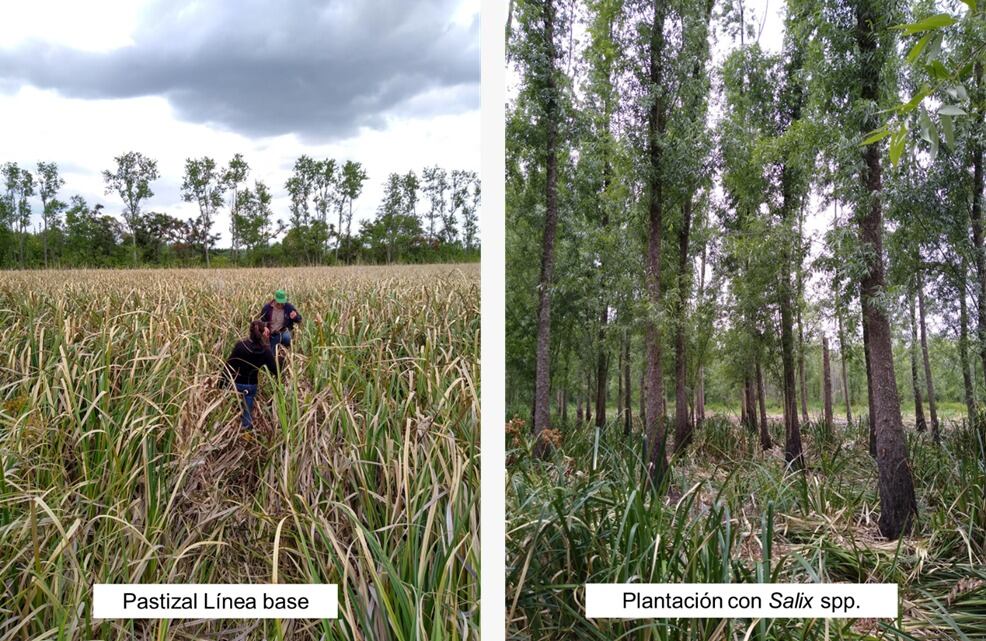 Pastizales analizados por el equipo multidisciplinar
