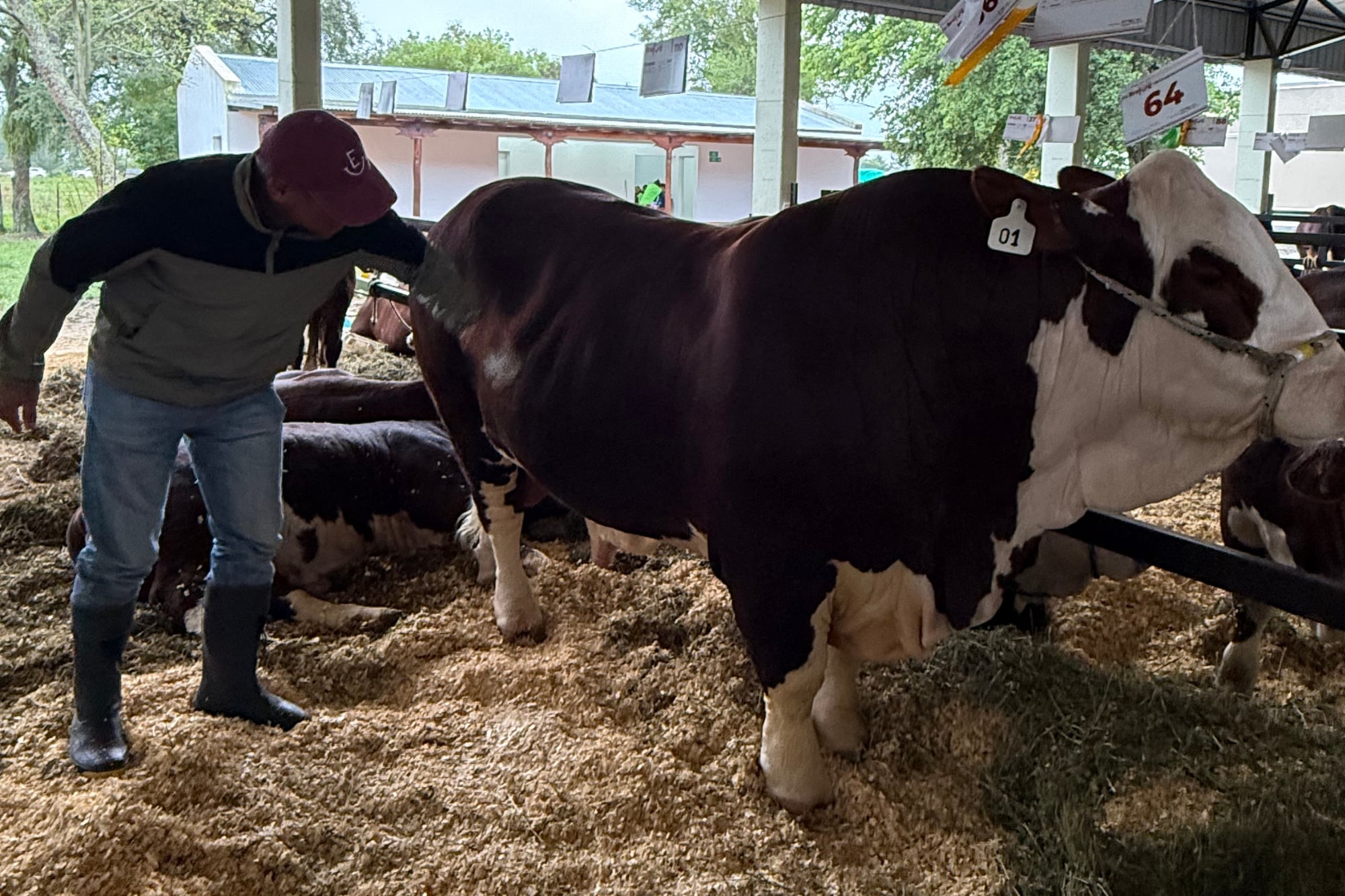 Walter Arturo Alegre con un reproductor Braford en la muestra