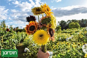 Cuáles son las flores que no te imaginabas que podías tener en tu jardín y son sinónimo de verano