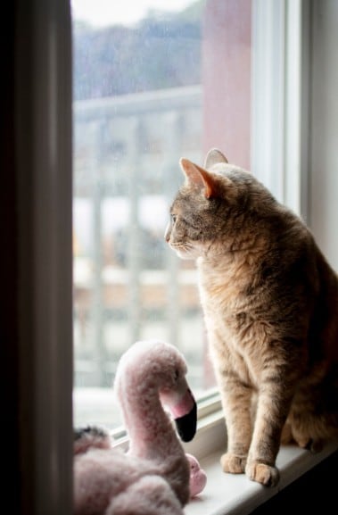 Mirar aves, personas y otros animales estimula los sentidos de los gatos (Foto: Freepik)