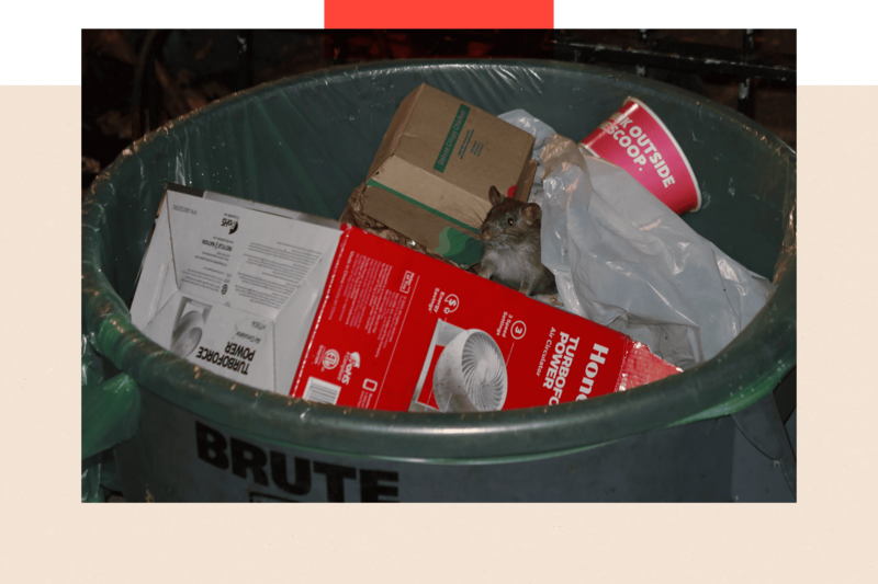 El manejo de la basura en Nueva York facilitó la proliferación de ratas