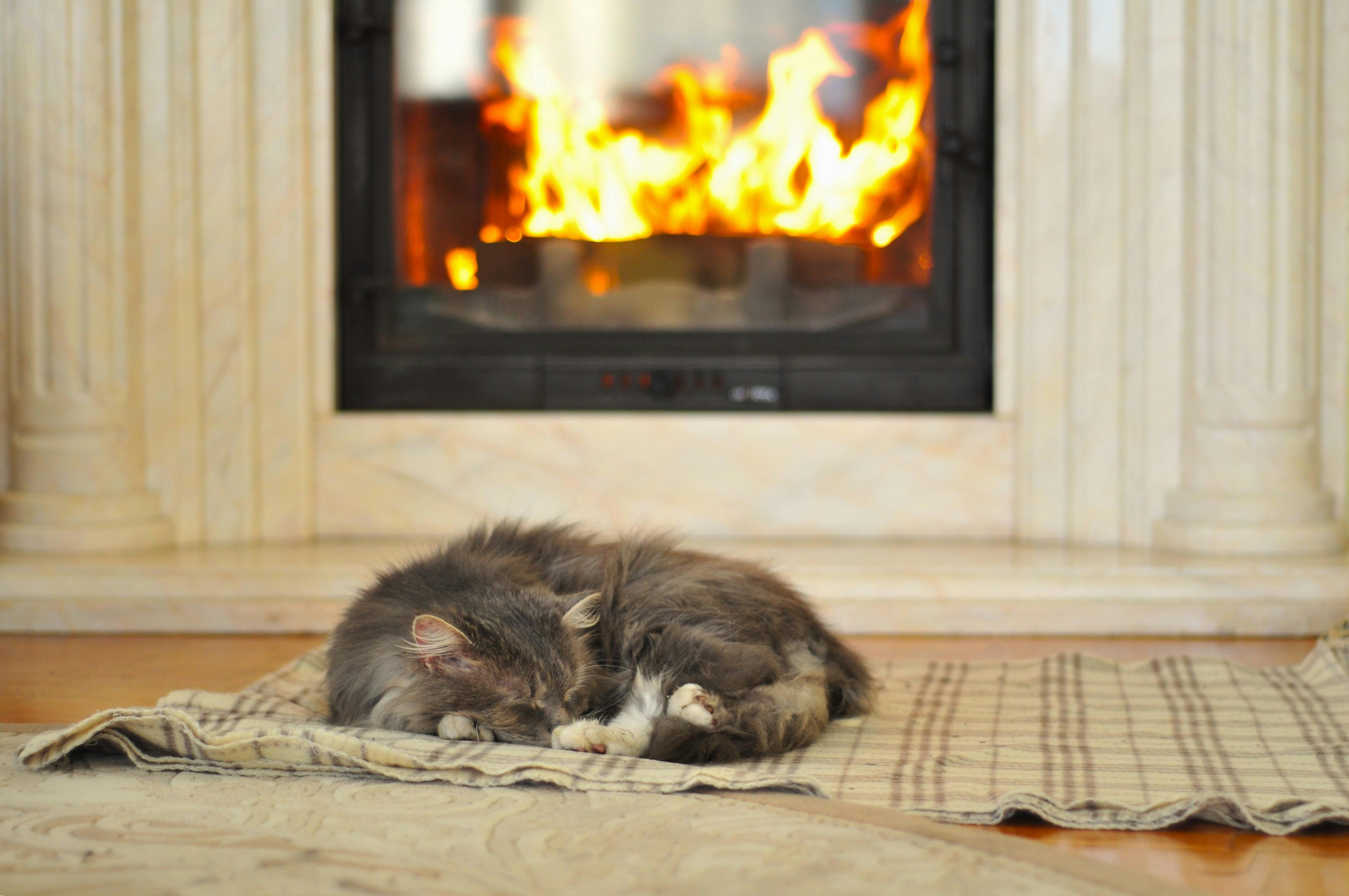 Dónde deben dormir los gatos cuando hace frío, según los veterinarios