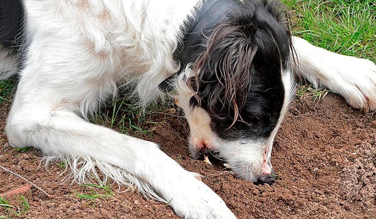 Los perros pueden comer tierra como una forma de purgar su sistema digestivo