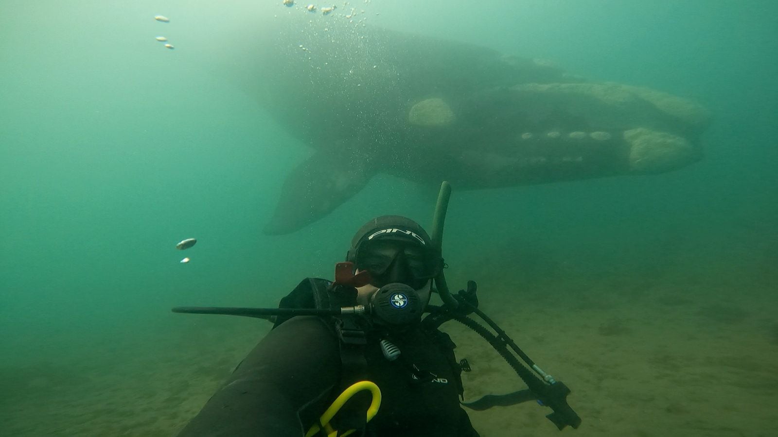 “En la Patagonia particularmente, tenemos muchas veces encuentros fortuitos con animales locales y pelágicos de características especiales por tamaño y comportamiento, como lobos marinos, ballenas y delfines
