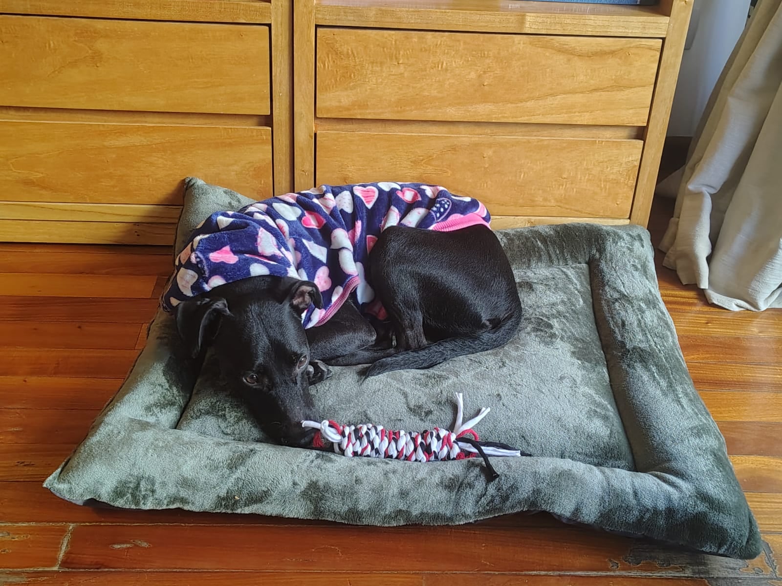 Sakura había sido encontrada junto a sus cachorros en Constitución