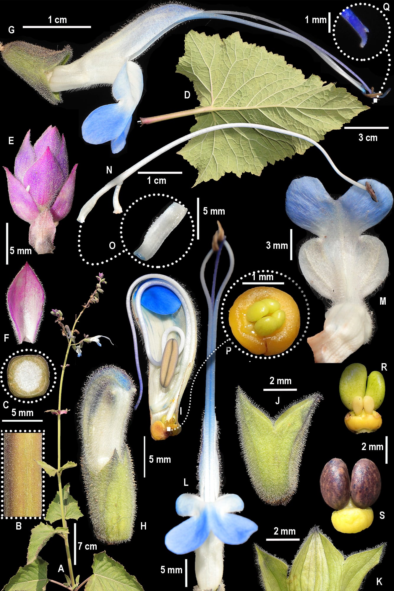 Lámina científica oficial publicada en la revista internacional Phytotaxa, donde se detallan minuciosamente las diferentes partes de la planta