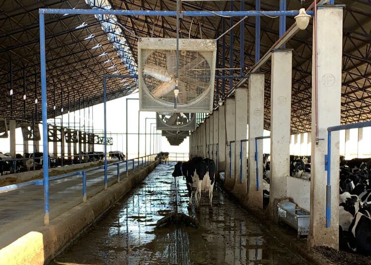 Como empresarios, los Giraudo buscan ser autosustentables con la materias primas para la alimentación de las vacas