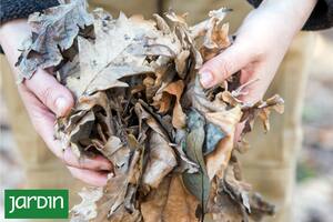 Las verdaderas razones para no tirar las hojas secas del otoño