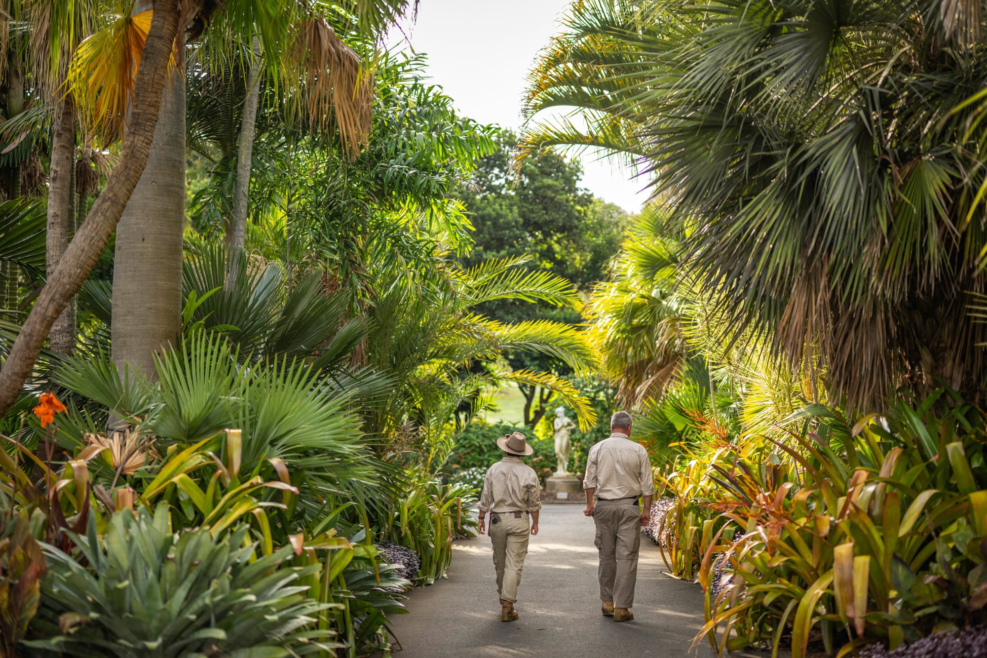 En el Real Jardín Botánico de Sidney se pueden apreciar enormes ejemplares de palmeras y bromeliáceas