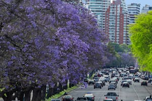Comienza a florecer el jacarandá y los 19.000 ejemplares le cambian el color a la ciudad