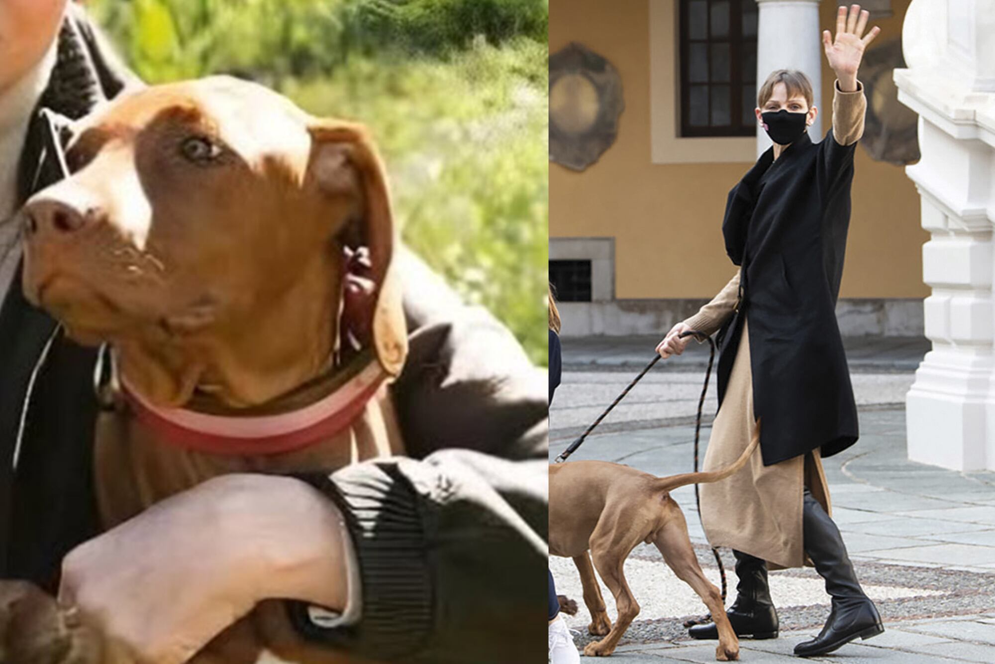 KHAN. Tras seis meses en Sudáfrica por motivos de salud, en 2021 la princesa Charlene de Mónaco volvió al principado con un acompañante: un Rhodesian Ridgeback que le fue entregado cuando su chihuahua, Monte, murió atropellado. Khan, así se llama su actual perro, suele aparecer en las fotos familiares junto a los príncipes Jacques y Gabriella, jugando en el patio principal del Palacio de los Grimaldi.