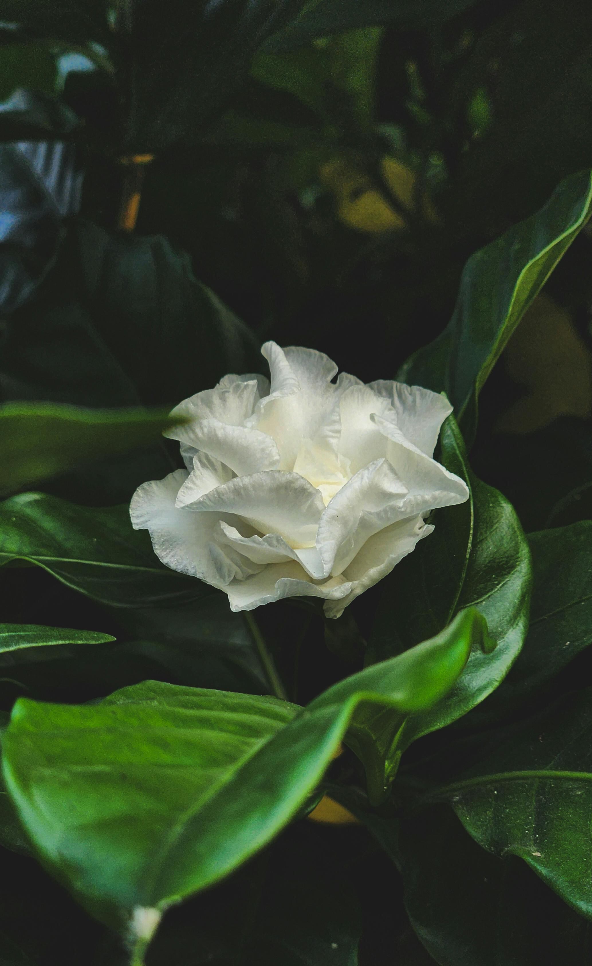 Su fragancia es apreciada por polinizadores como abejas y mariposas