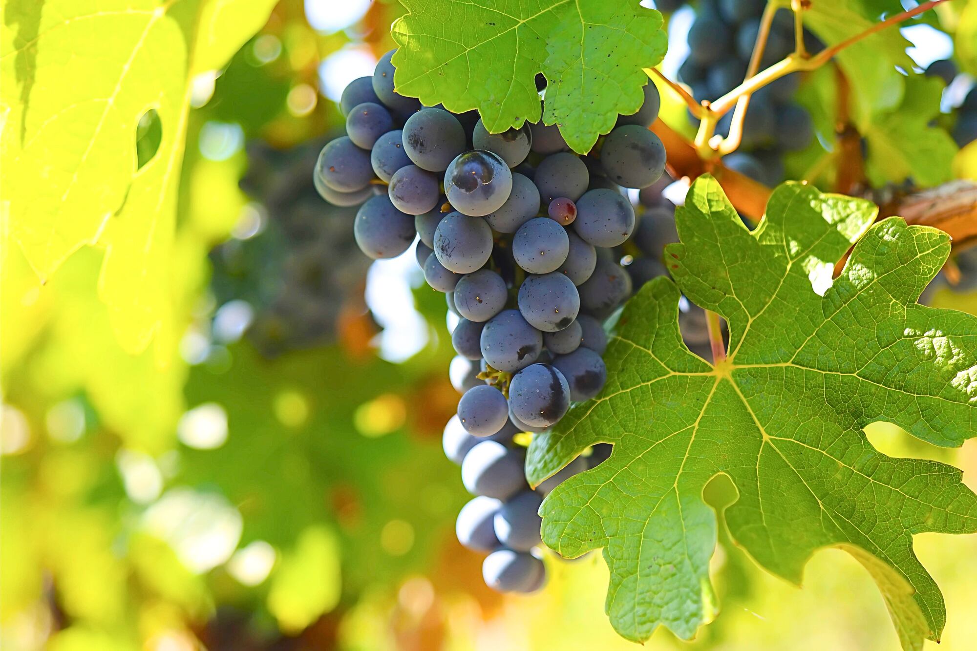 A la sombra del Malbec: la variedad tinta de origen francés cada vez más pedida y que explota en estilos